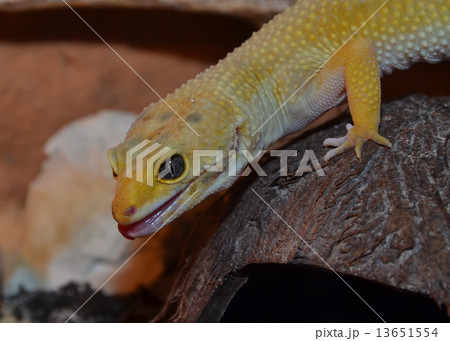 colorful leopard gecko head from the side view 13651554