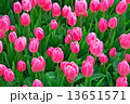 アイスチューリップ　02 13651571