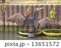 羽を広げたカワウ 13651572