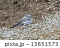 休憩中のハクセキレイ 13651573