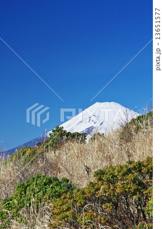普通の富士山　（縦） 13651577