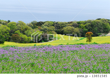 あわじ花さじきの菜の花畑 あわじ花さじきの菜の花畑 13651585