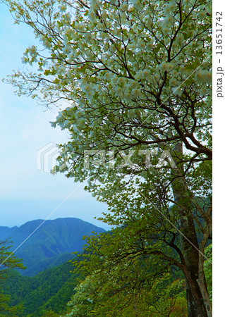 丹沢・檜洞丸のシロヤシオツツジと大室山 丹沢・檜洞丸のシロヤシオツツジと大室山 13651742