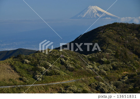 達磨山からの富士山 13651831