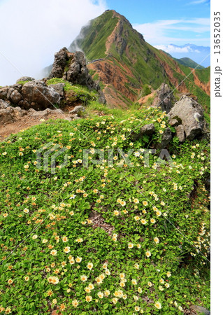 八ヶ岳・横岳稜線の高山植物群落と赤岳 13652035