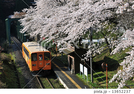 樽見鉄道の春 13652237