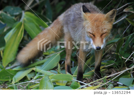 北海道 キタキツネ 考え中 北海道 キタキツネ 考え中 13652294