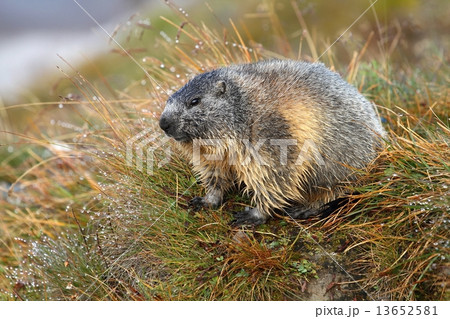 Marmot in morning dew 13652581