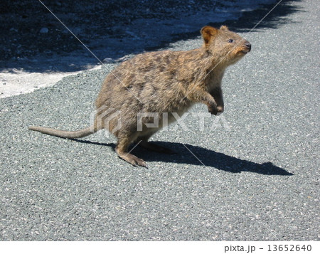 クオッカ クオッカ 13652640