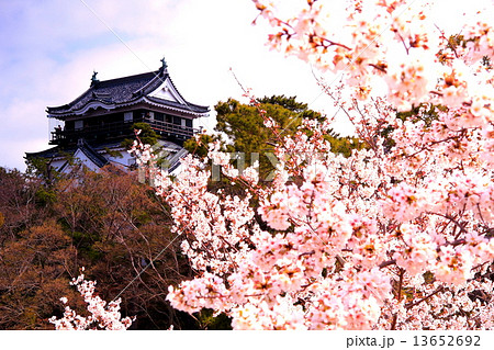 岡崎城に咲く桜 13652692