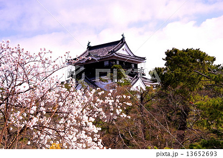 岡崎城に咲く桜 13652693