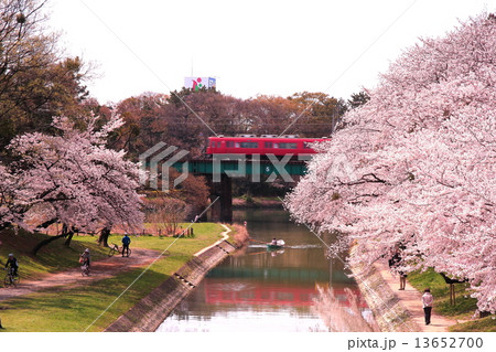 岡崎公園に咲く桜 岡崎公園に咲く桜 13652700