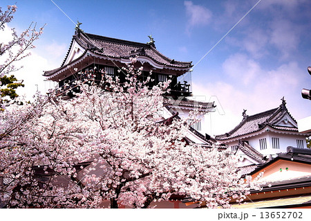岡崎城に咲く桜 13652702