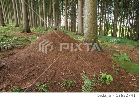 Anthill 13652741