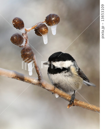 Periparus ater 13653109