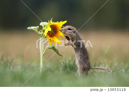 Ground squirrel and sunflower Ground squirrel and sunflower 13653119