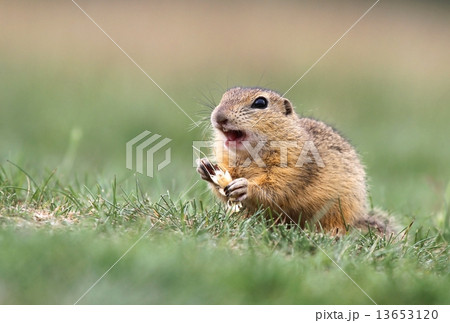 Ground squirrel feeding Ground squirrel feeding 13653120