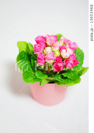 ジュリアン 13653468