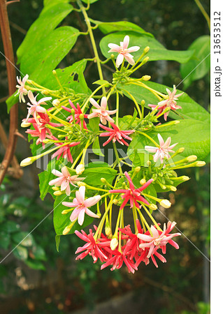 Flower in Thailand, Drunen sailor Flower in Thailand, Drunen sailor 13653512