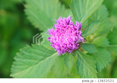 Purple Centratherum punctatum Cass flower Purple Centratherum punctatum Cass flower 13653521