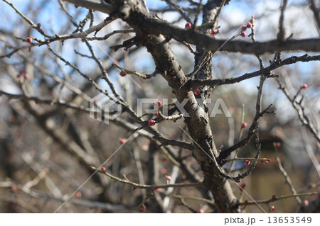 もうすぐ春!1 もうすぐ春!1 13653549