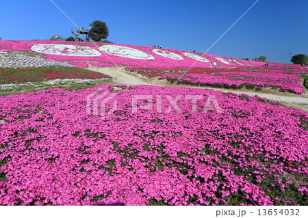 花夢の里　芝桜 13654032