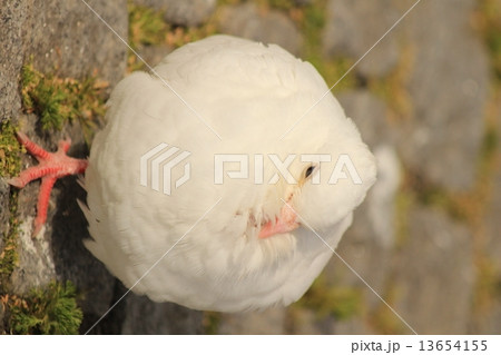 チョルトニン湖の白い伏し目の鳩 (White pigeon with downcast eyes in Tjörnin) チョルトニン湖の白い伏し目の鳩 (White pigeon with downcast eyes in Tjörnin) 13654155