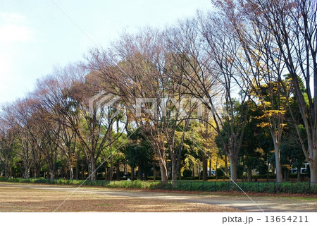 晩秋の赤塚公園 13654211