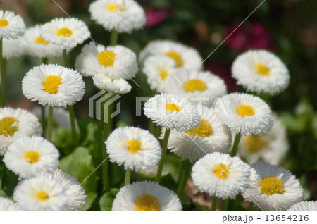 デージー(ヒナギク) デージー(ヒナギク) 13654216