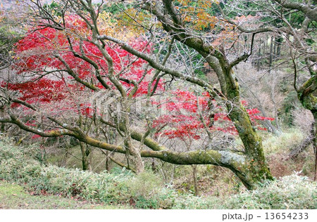 紅葉の盛りを迎えた静岡県の伊豆高原 13654233