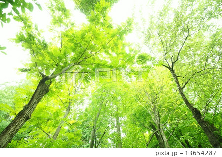 サワグルミ 13654287