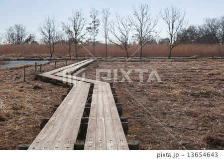 冬の湿原 13654643