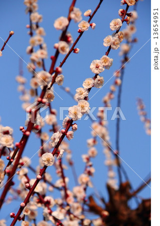 梅23 梅23 13654951