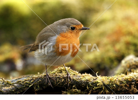 European robin 13655053