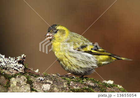 Siskin 13655054