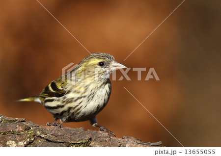 European siskin 13655055