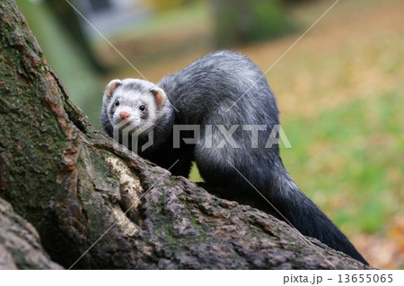 Dark ferret 13655065