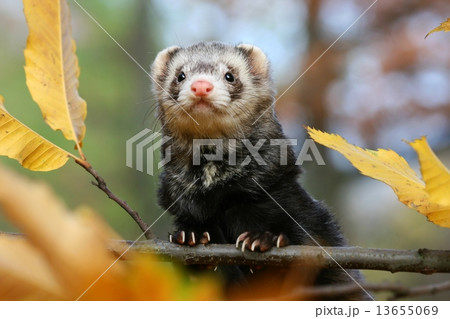 Cute ferret 13655069