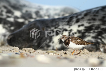 Bird and seal 13655150