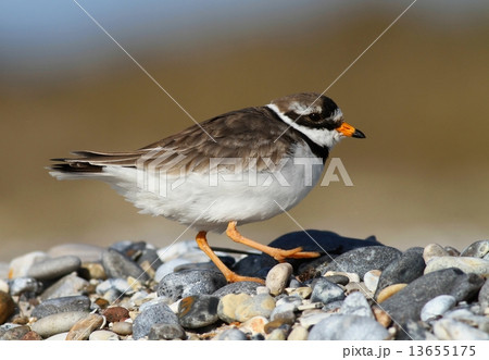 Plover walking Plover walking 13655175