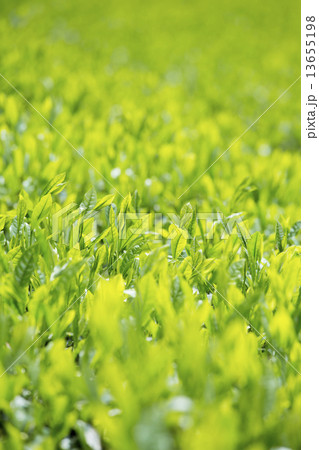 やぶきた茶葉 13655198