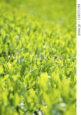 やぶきた茶葉 13655199