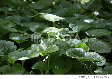 ワサビの葉 13655205