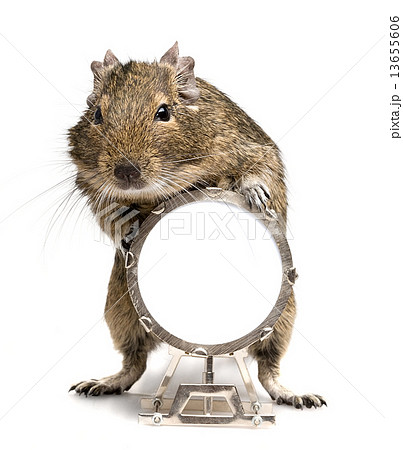 degu rodent playing big drum degu rodent playing big drum 13655606