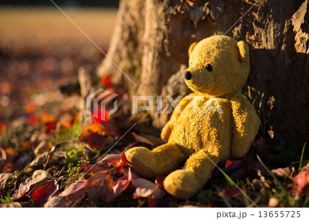 落ち葉の上に座る熊の縫い包み 落ち葉の上に座る熊の縫い包み 13655725