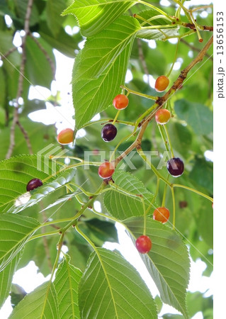 爽やかに実ったソメイヨシノの実 13656153