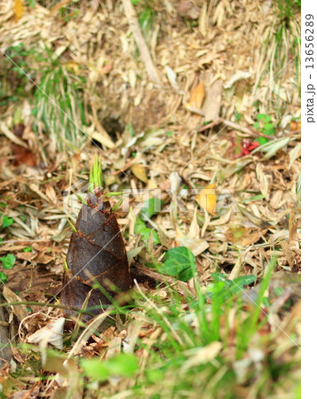 芽吹く筍　The Sprouting bamboo shoot 13656289
