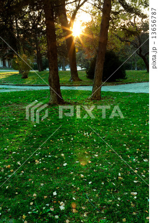 Sunny forest early in the sunset Sunny forest early in the sunset 13656787
