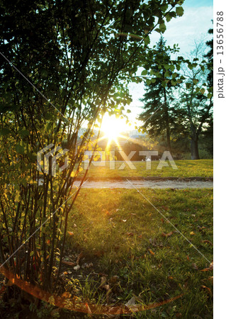 sunset in park sunset in park 13656788