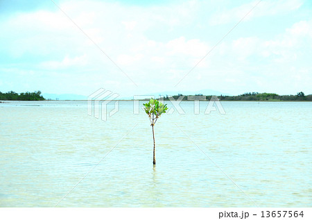 マングローブの新芽 マングローブの新芽 13657564
